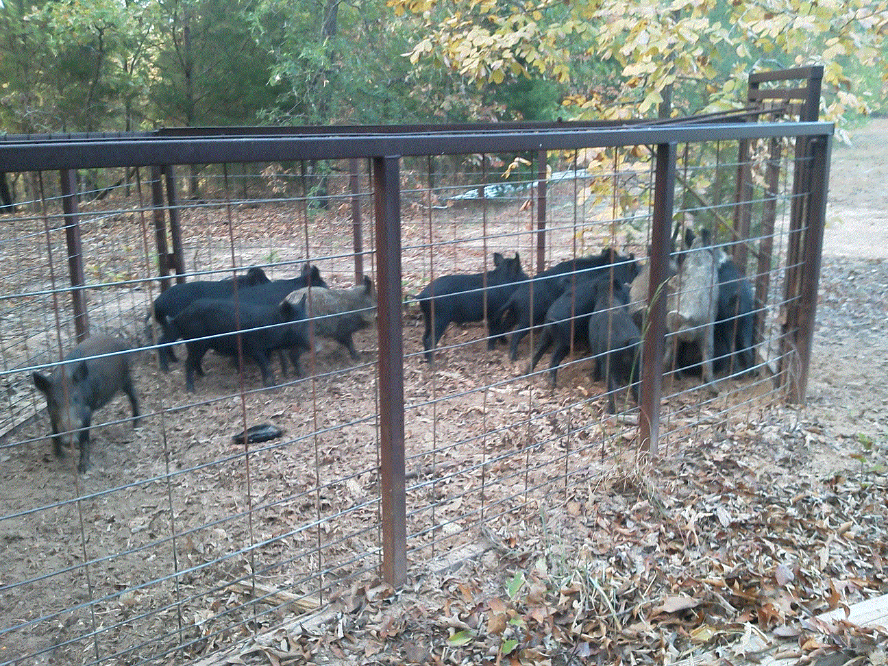 Hogs in the Trap.gif